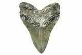 Serrated, Fossil Megalodon Tooth - North Carolina #352407-2